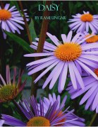 daisy-cover